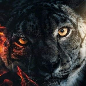 Meet your Posher, Shaneque